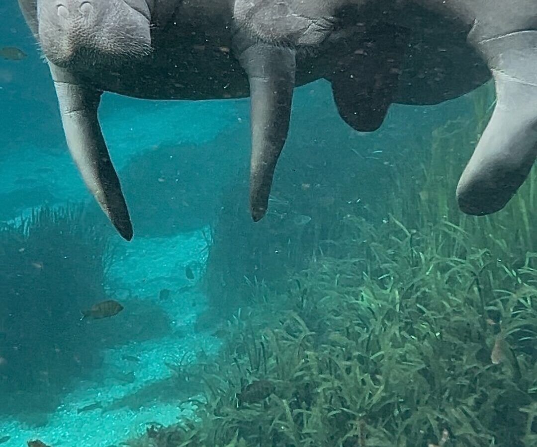 Mother manatee and calf swimming in the Silver River