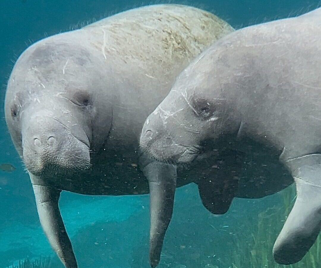 Mother manatee and calf swimming in the Silver River