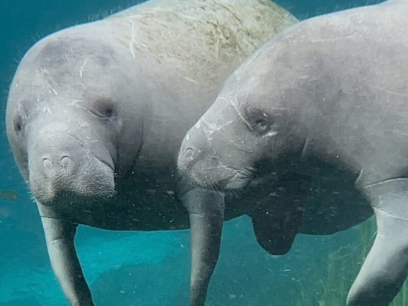 Deaths of manatees on Silver River should be a ‘wake up call’ to all of us