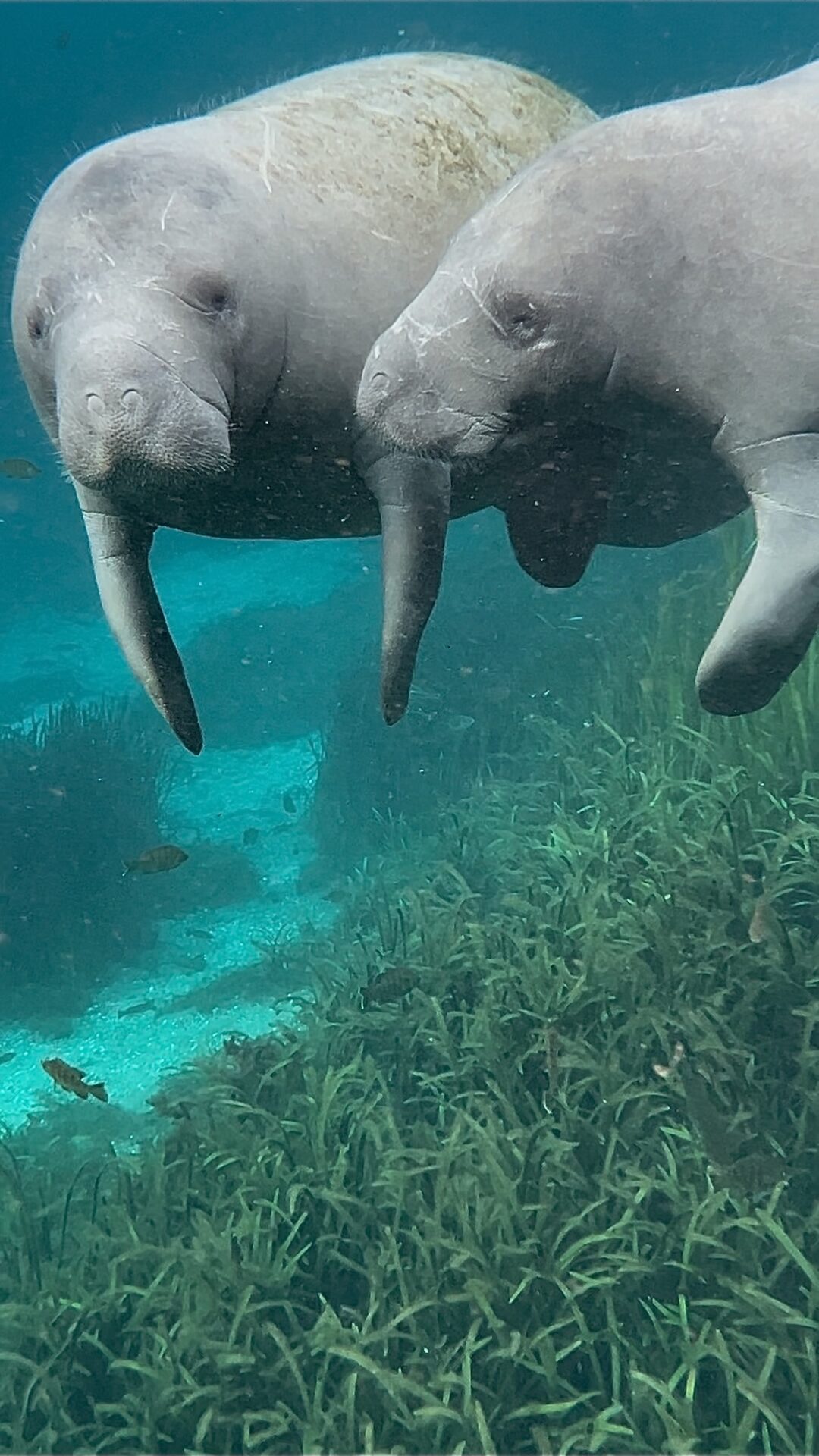 Mother manatee and calf swimming in the Silver River