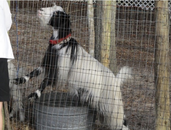 A homeowner in south Marion County was given special permission to keep goats at his property that he inherited from his father.