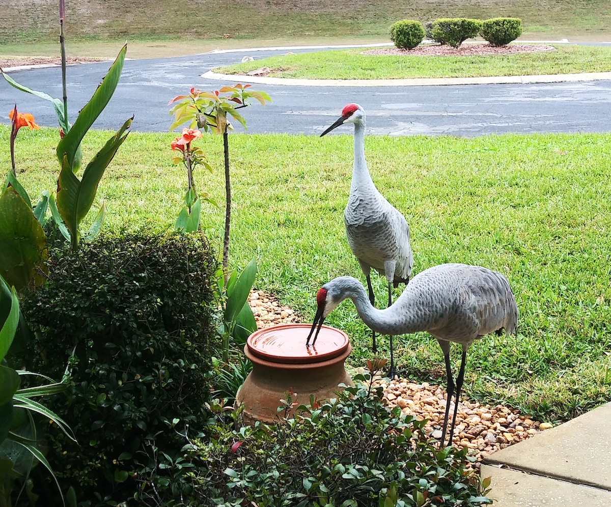 Sandhill cranes drinking water in Inverness