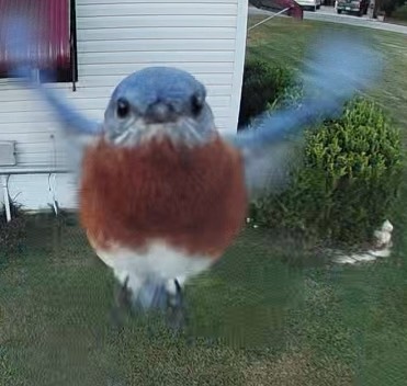 Eastern bluebird captured on security camera in Ocala