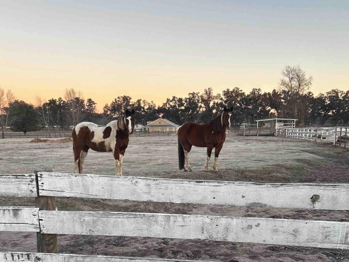 Frosty morning in Ocala as windchill reaches 18 degrees