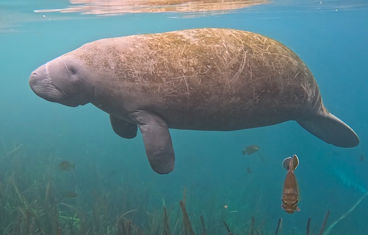 Manatee gliding gracefully through the Silver River