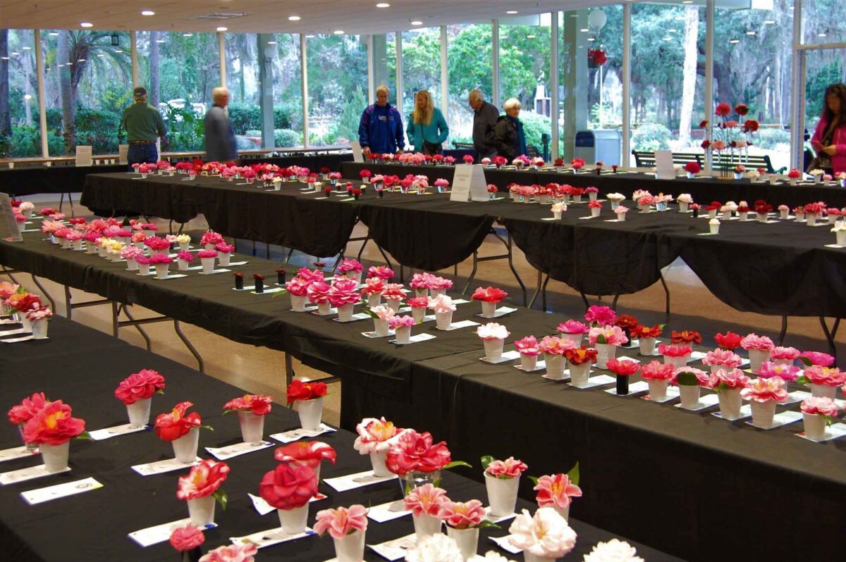 Ocala Camellia Society 2025 Annual Show and Plant Sale