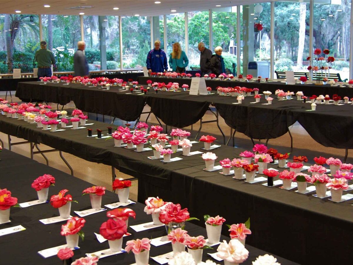 Ocala Camellia Society annual show, plant sale returns this weekend