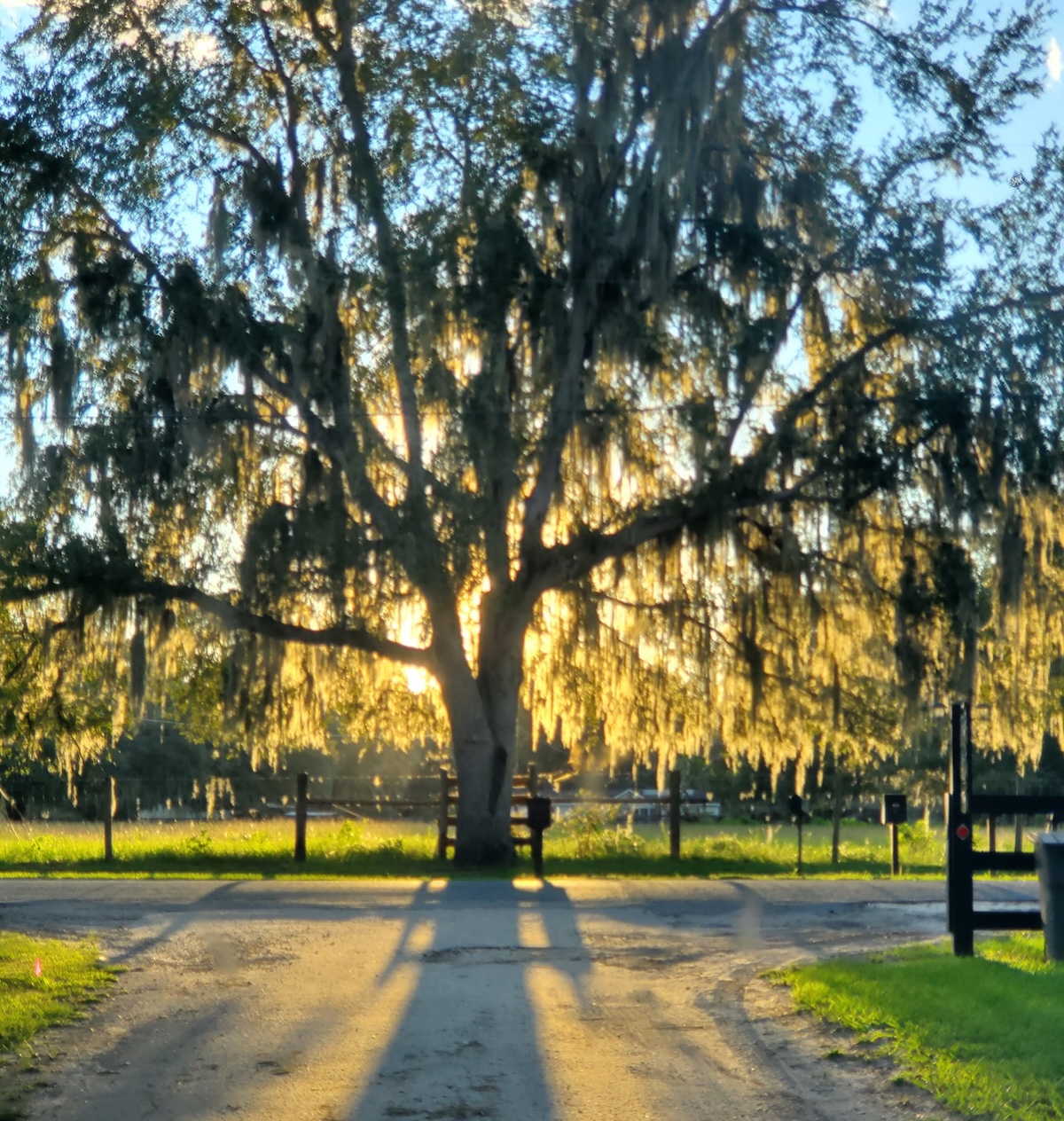 Tree at the end of the lane in Summerfield