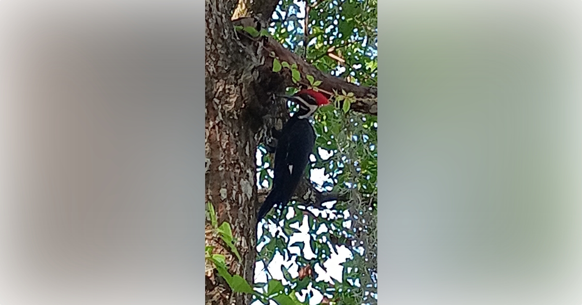 Pileated woodpecker at Salt Springs Resort - Ocala-News.com