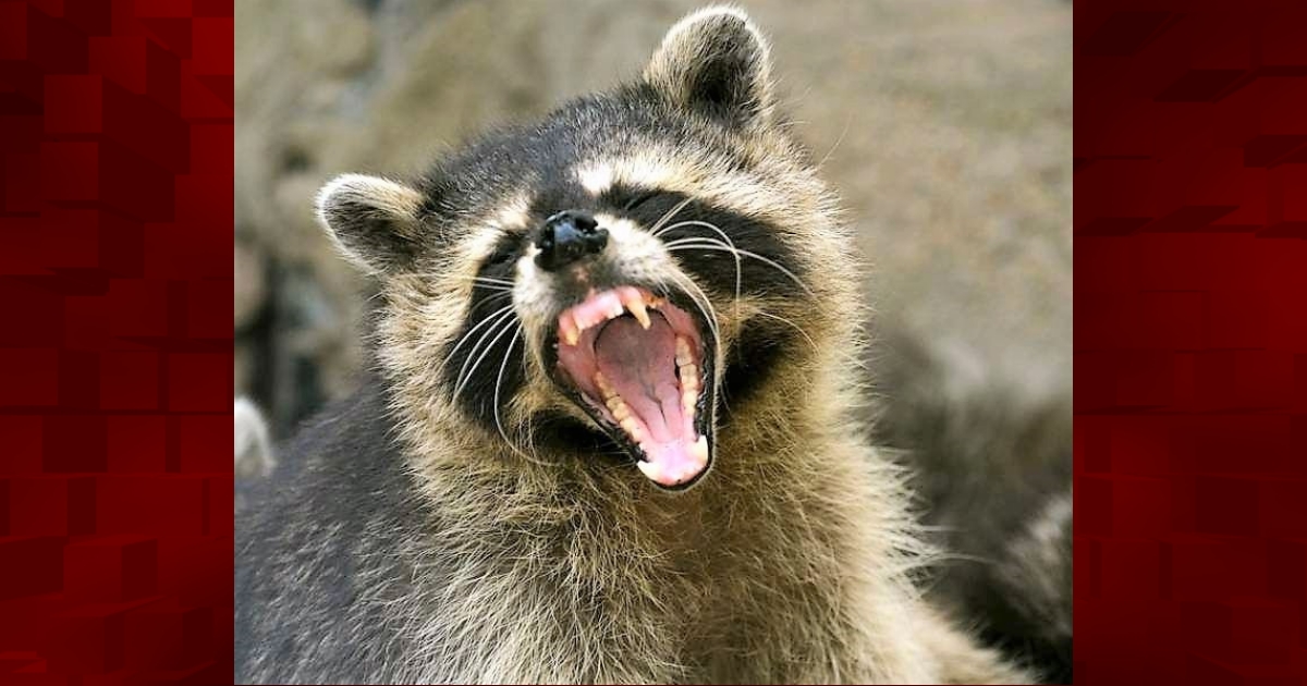 Marion County Residents Put On Alert After Raccoon Tests Positive For ...