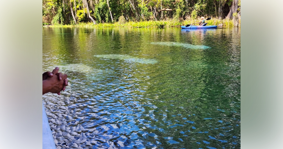 Manatee Family At Silver Springs State Park