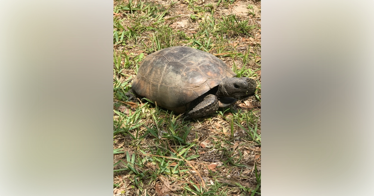 Gopher Tortoise Visiting Ocala Backyard - Ocala-News.com