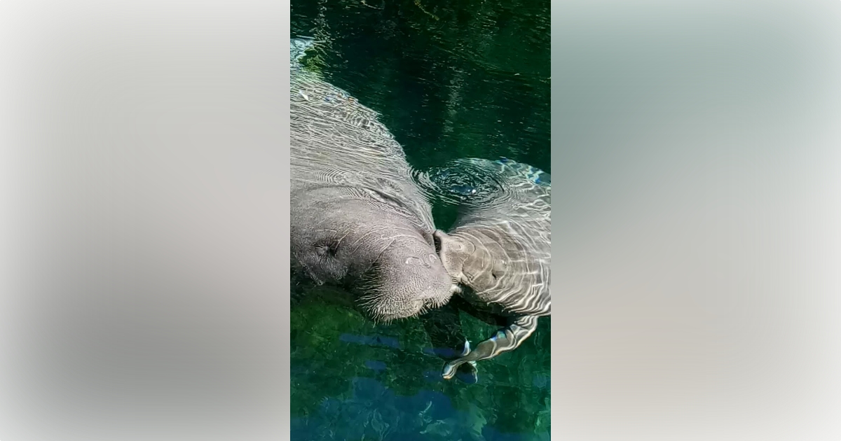 manatees-in-silver-river-at-silver-springs-state-park-ocala-news