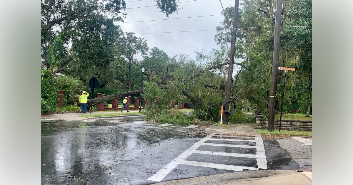 Oak Tree Uprooted In Ocala After Hurricane Nicole - Ocala-News.com