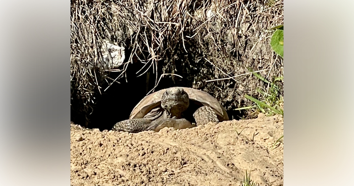 Gopher Tortoise On Withlacoochee State Trail - Ocala-News.com